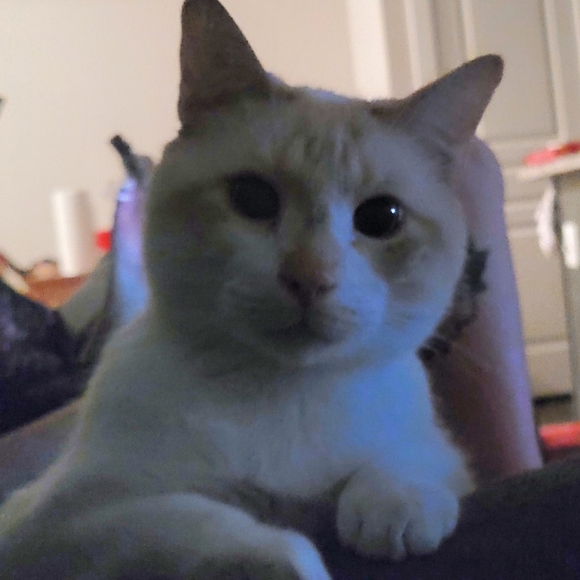 Meet your Posher, Alicia - Picture 2 of 5